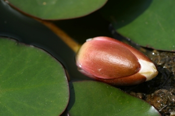 This photo of a waterlily bud, which so beautifully illustrates ecological balance and fragility, was taken by photographer Kym McLeod of Cann River in Victoria, Australia.